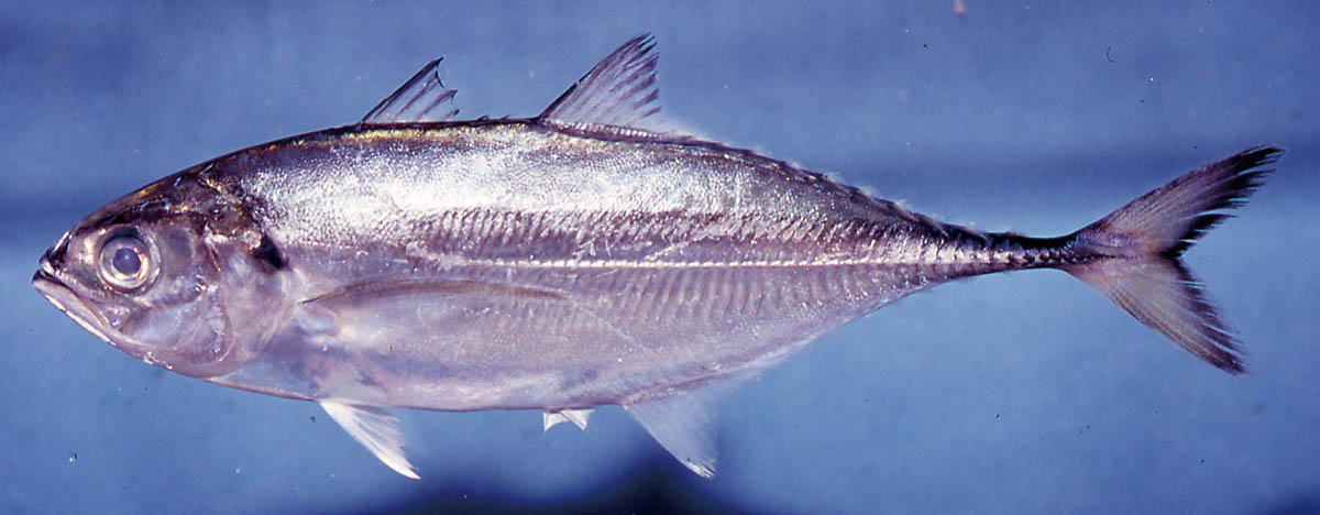 アジ科の魚図鑑 その1 (全3回)～アジと名がつく魚たち～ | つり人